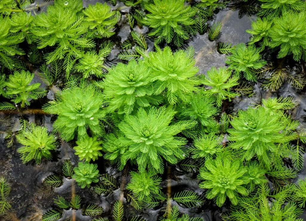 Parrot’s Feather (Myriophyllum aquaticum) growing in a water garden displaying thick stems and feather-like leaves.