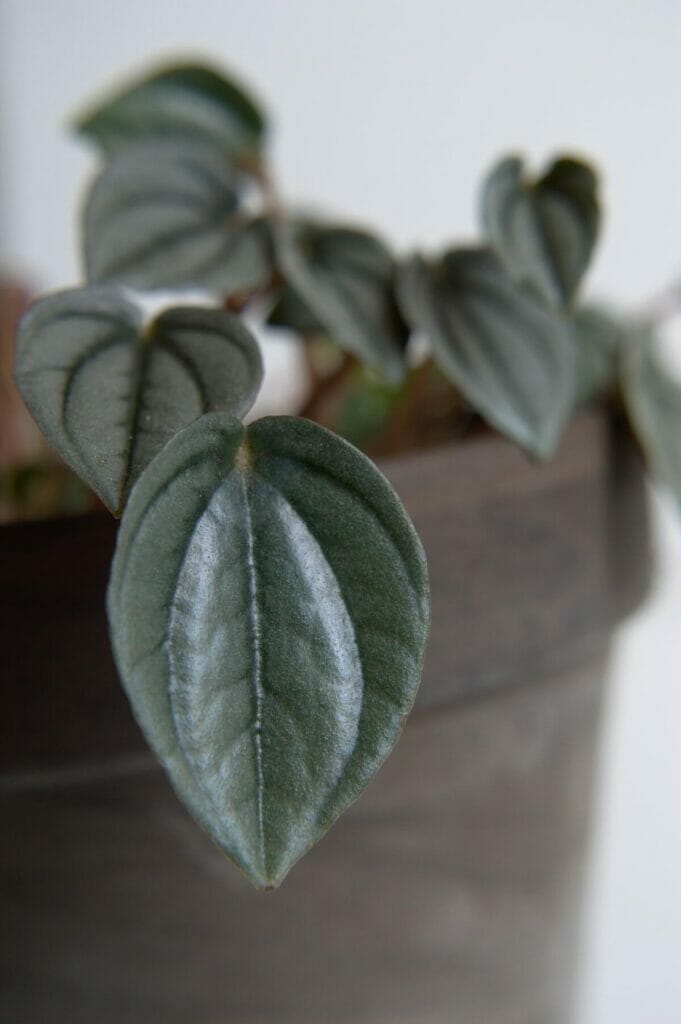 Peacock Peperomia (Peperomia albovittata) are popular types of Peperomia plants.