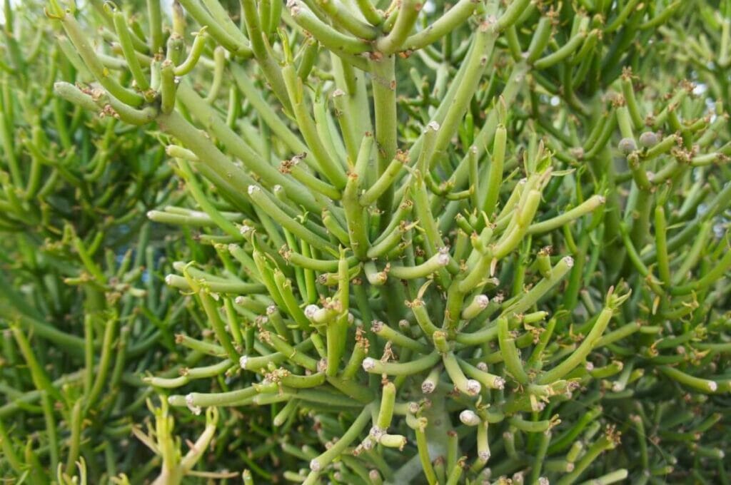 Pencil Plant (Euphorbia Tirucalli) are popular types of desert plants