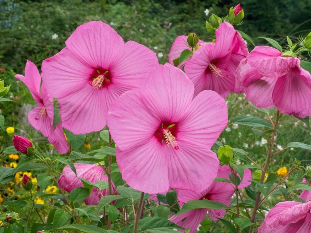 Large and exotic pink Perennial Hibiscus (Hibiscus moscheutos) flowers in bloom