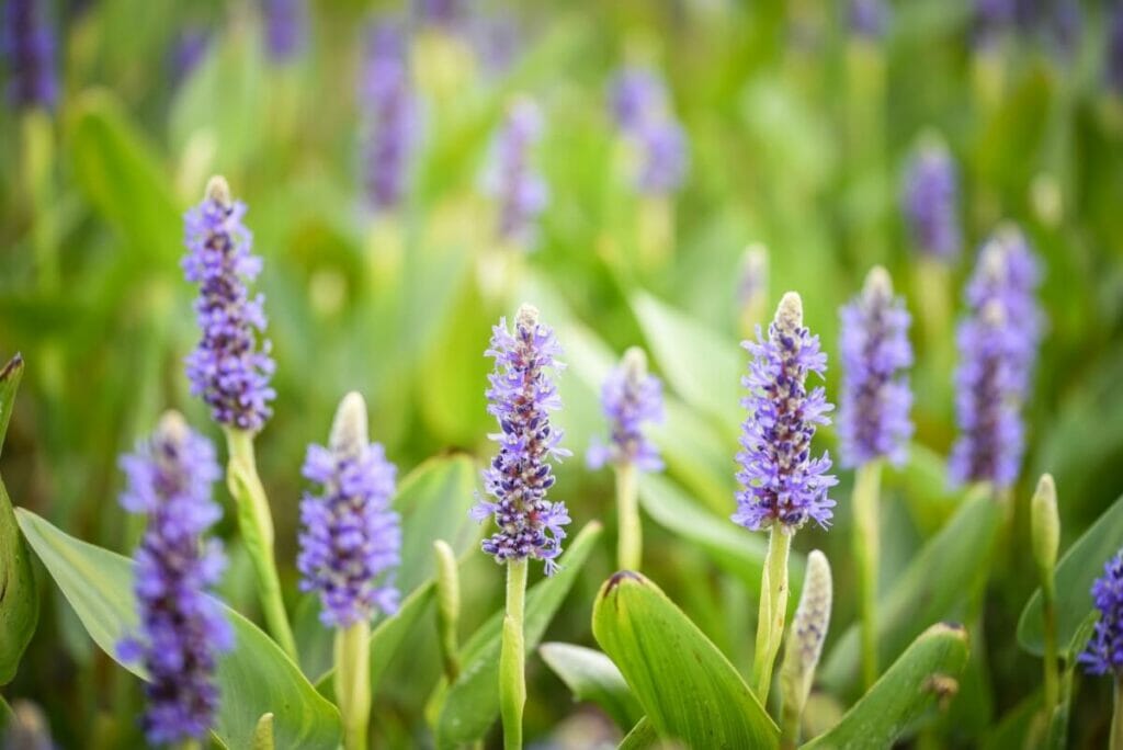 Pickerelweed (Pontederia cordata) displaying heart-shaped leaves and spikes of purple flowers.
