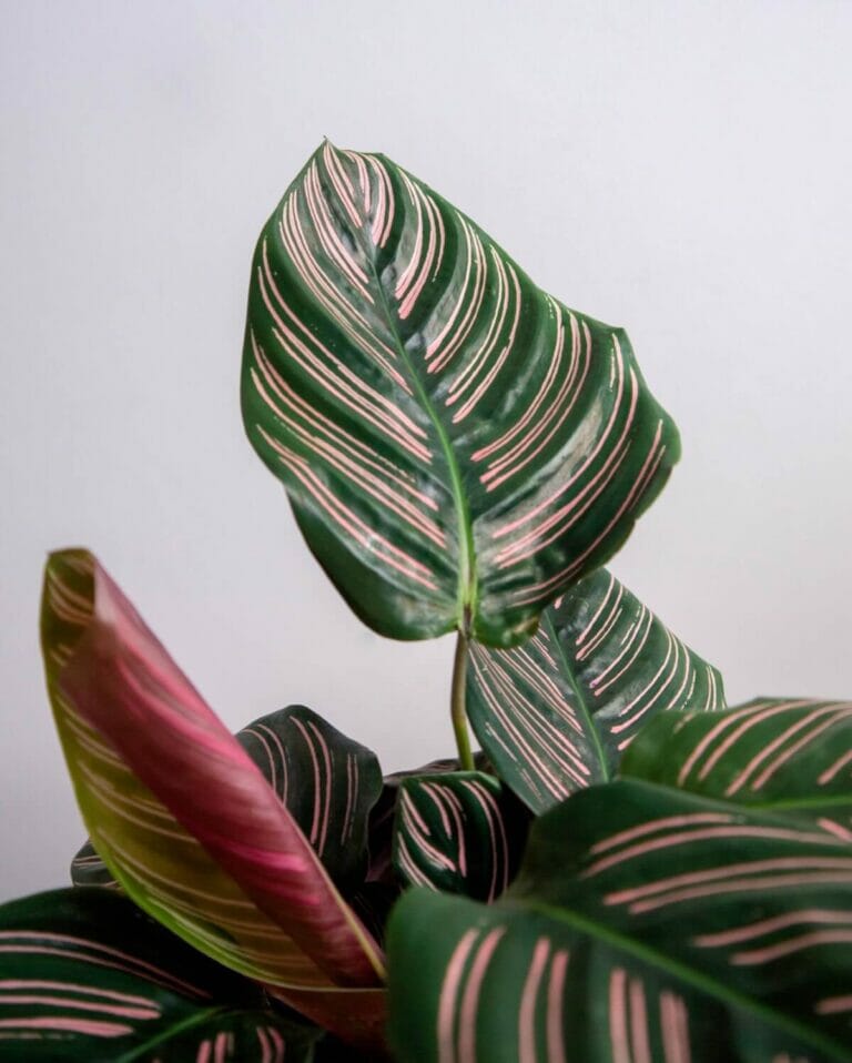 23 Amazing Plants With Pink and Green Leaves Petal Republic — free download