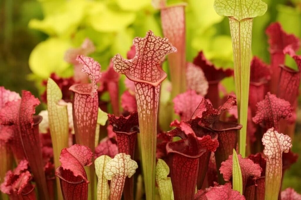 Red and green Pitcher Plants (Sarracenia hybrids)