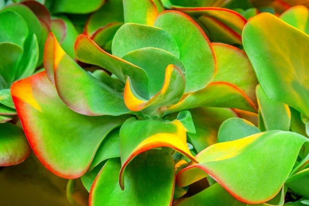 Red Pancake (Kalanchoe thyrsiflora) are popular types of desert plants