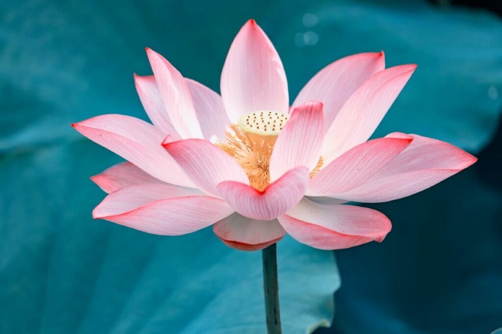 A pink Sacred Lotus (Nelumbo Nucifera) displaying bowl-shaped leaves that emerge on short stems above the water’s surface