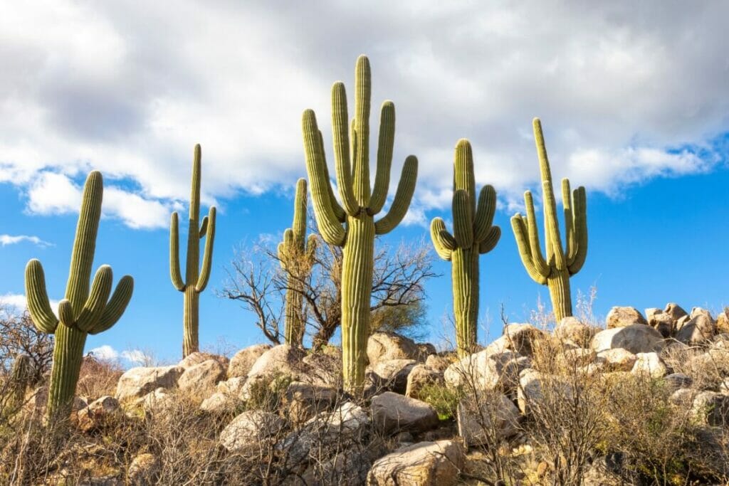 Saguaro Cactus (Carnegiea gigantea)