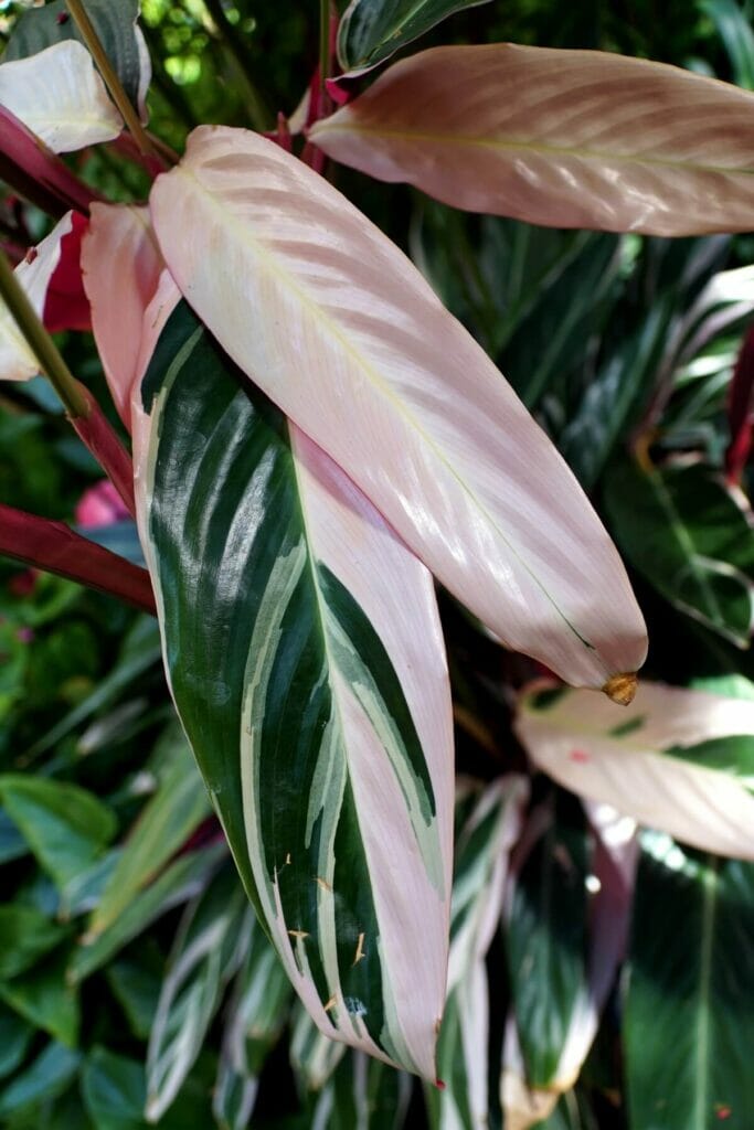Stromanthe (Stromanthe sanguinea)
