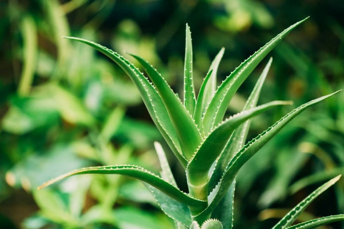 How Much Sunlight Do Aloe Plants Need? Petal Republic