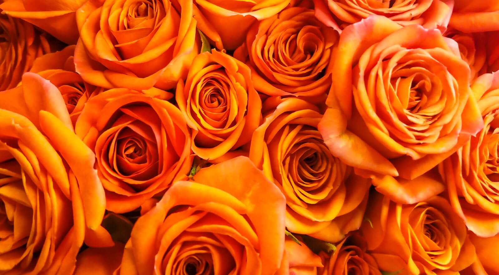 Orange Rose Meaning in the Language of Flowers - Petal Republic