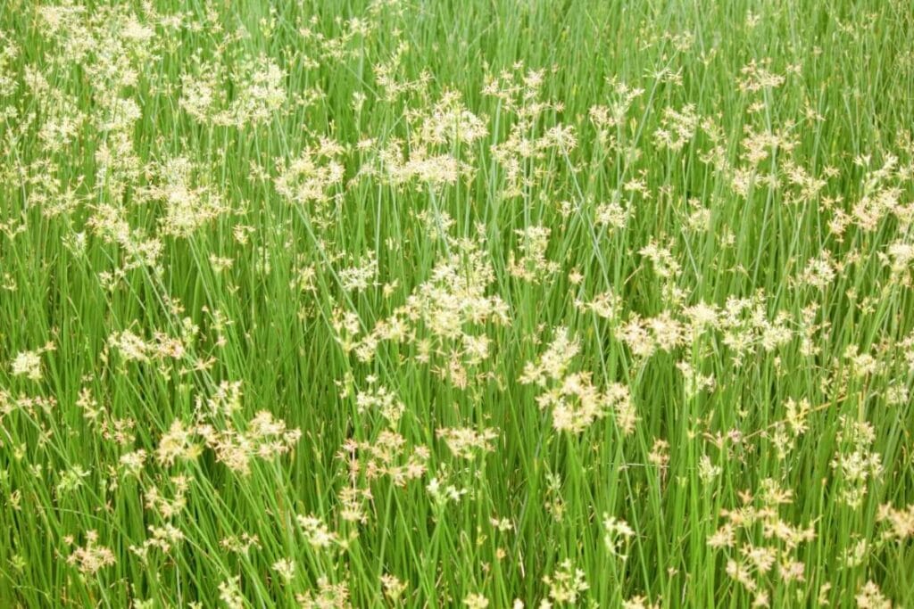 Umbrella Palm (Cyperus alternifolius) plants displaying clumps of thin stems topped with long, thin frond-like bracts arranged in circles.