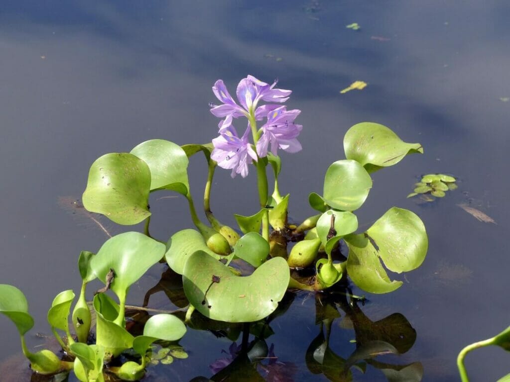 Water Hyacinth (Pontederia crassipes) in bloom