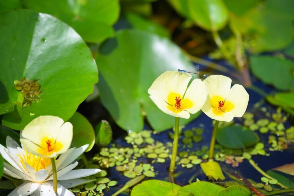 Small yellow Water Poppy (Hydrocleys nymphoides) flowers growing in a body of water