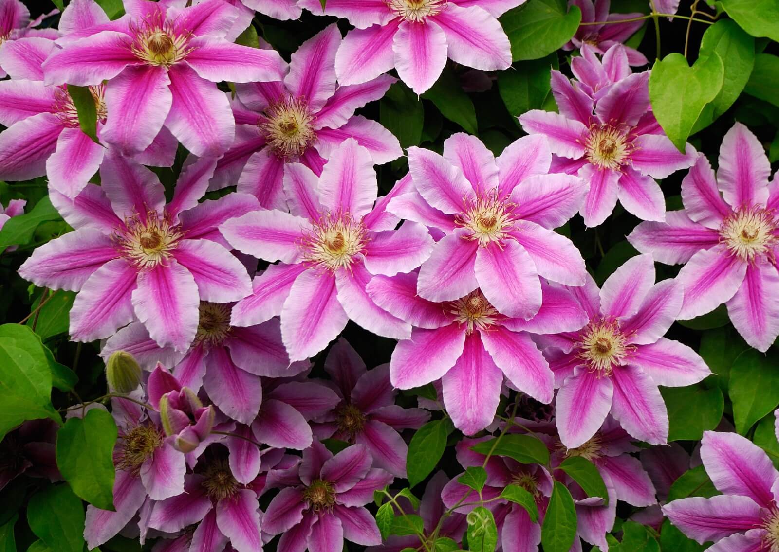 What Colors do Clematis Flowers Come in?