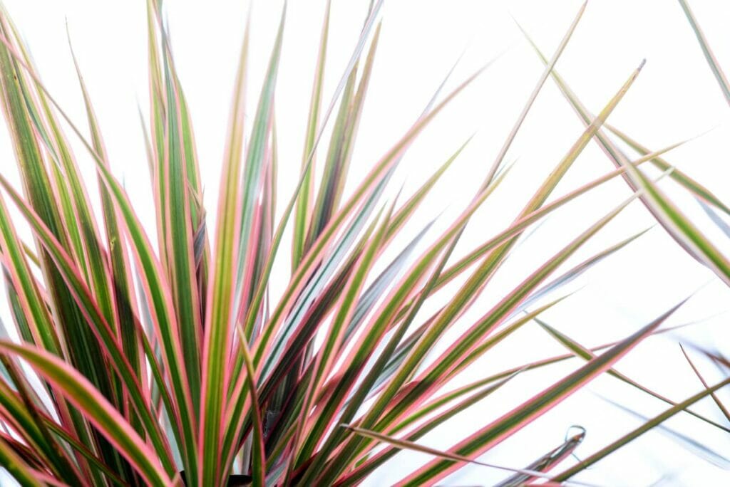 When and How to Fertilize Dracaena Marginata Plants