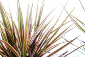 When and How to Fertilize Dracaena Marginata Plants
