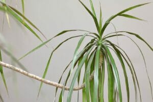 Where to Position Dracaena Marginata Plants in the Home