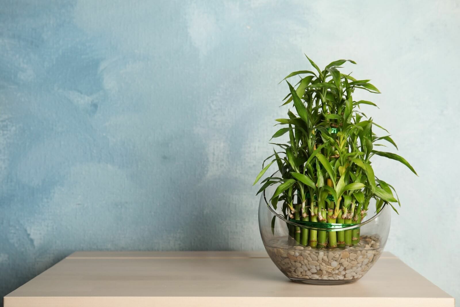 Where to Position Lucky Bamboo in the Home