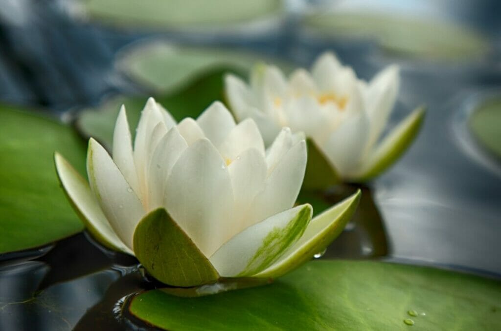 White Water Lily (Nymphaea alba) flowers sit on the water's surface surrounded by green lily pads