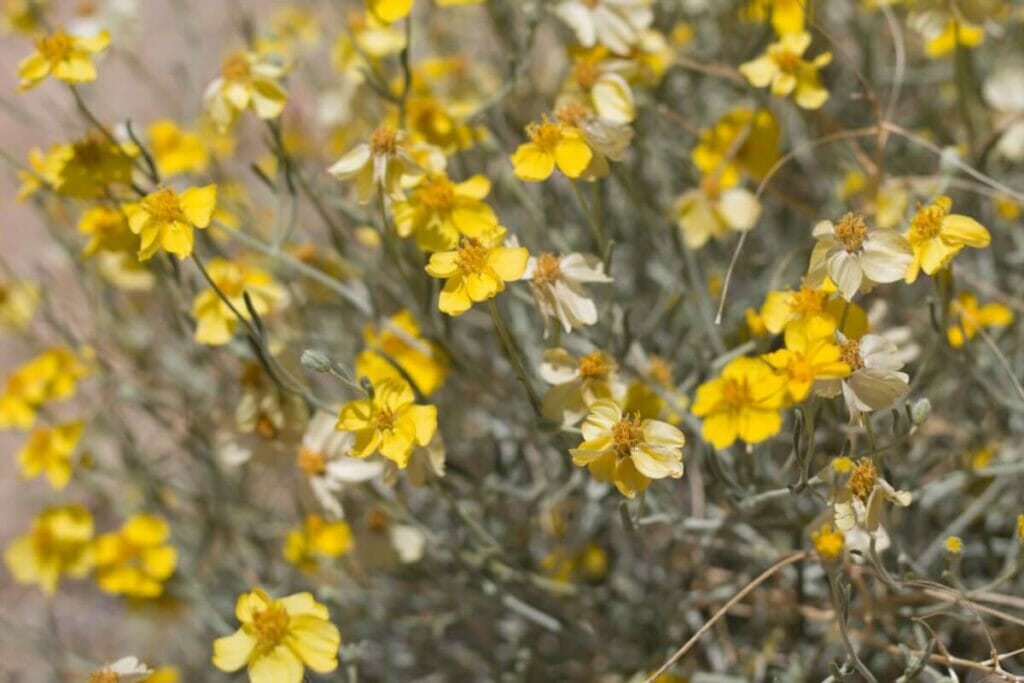 Whitestem Paperflower (Psilostrophe cooperi)