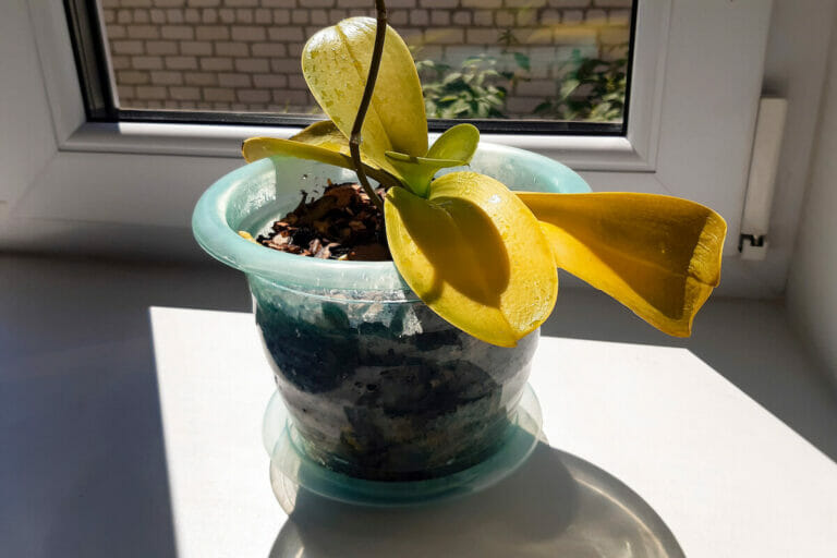 10 Reasons Orchid Leaves Turn Yellow and How to Fix It Petal Republic