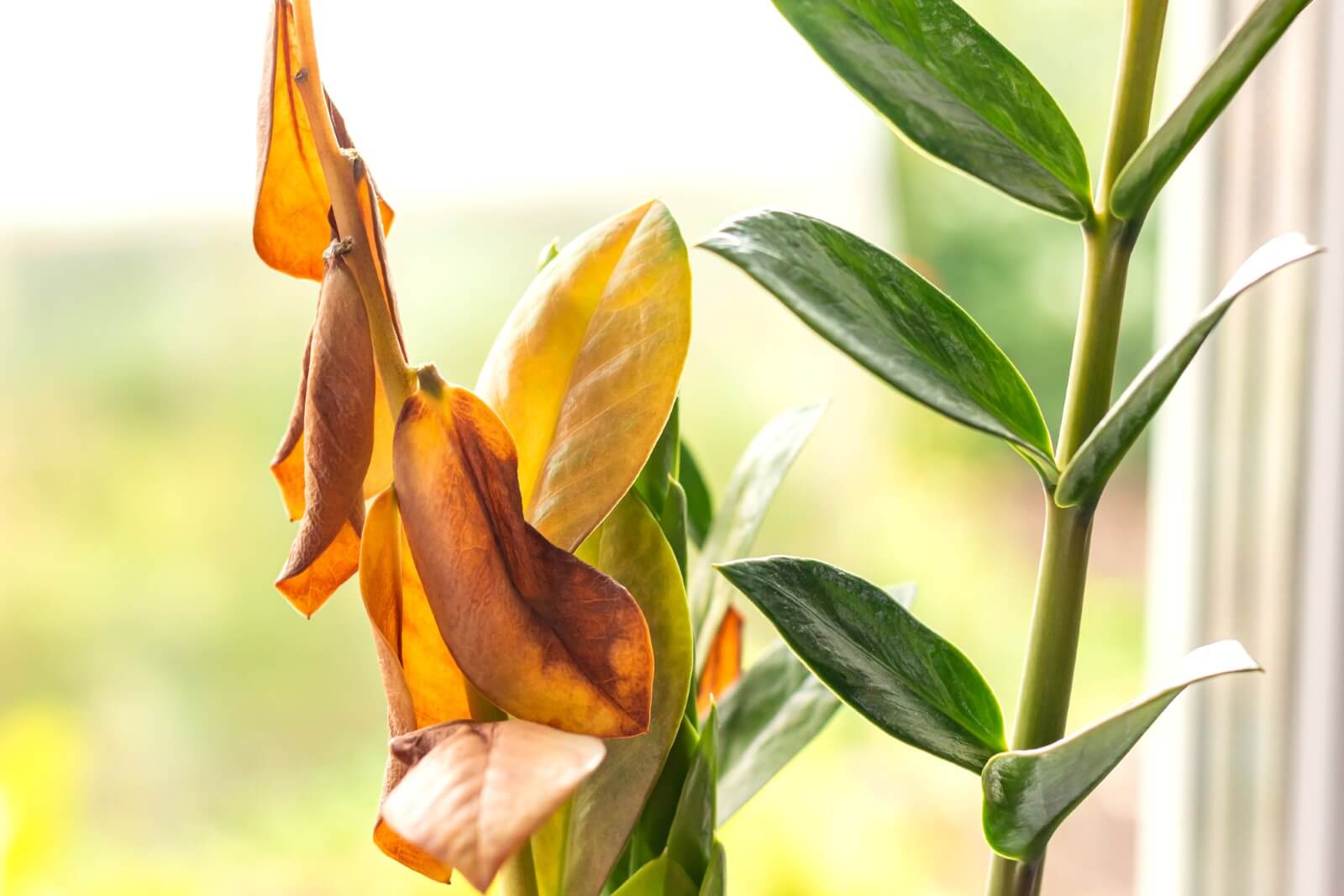 Zz plant curling leaves