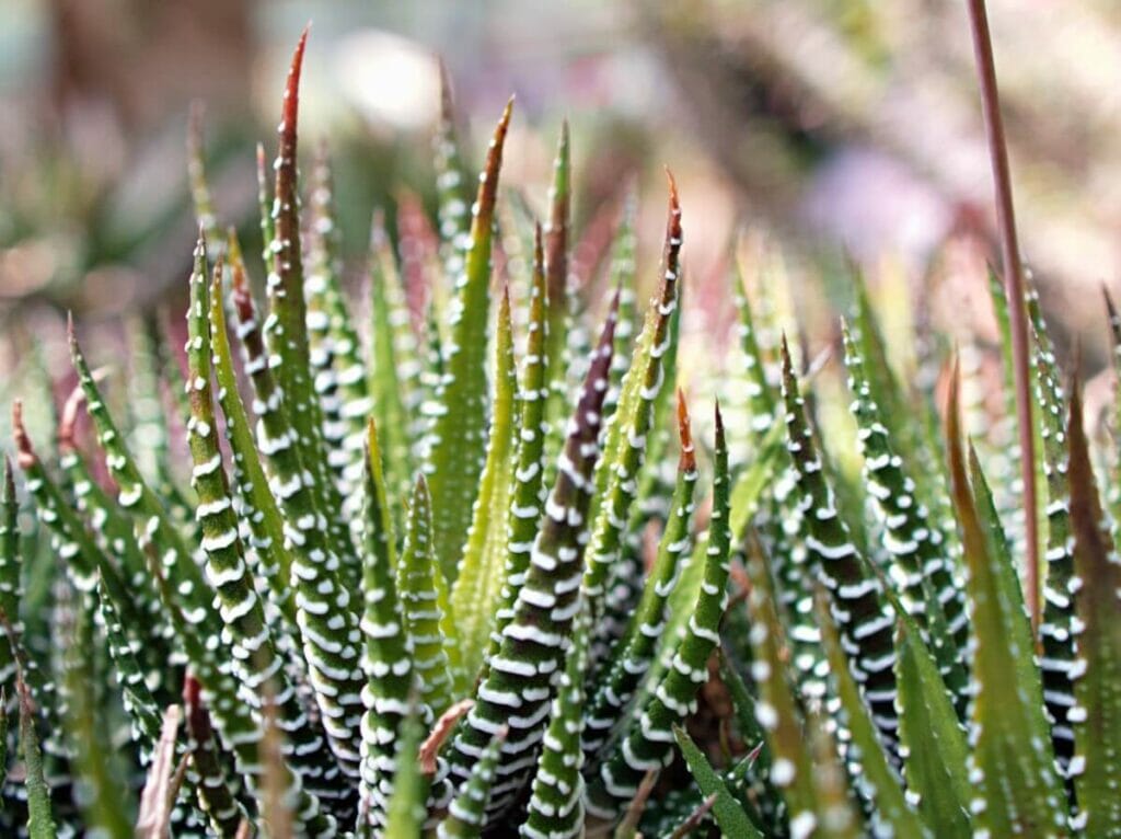 Zebra Cactus (Haworthiopsis attenuata)