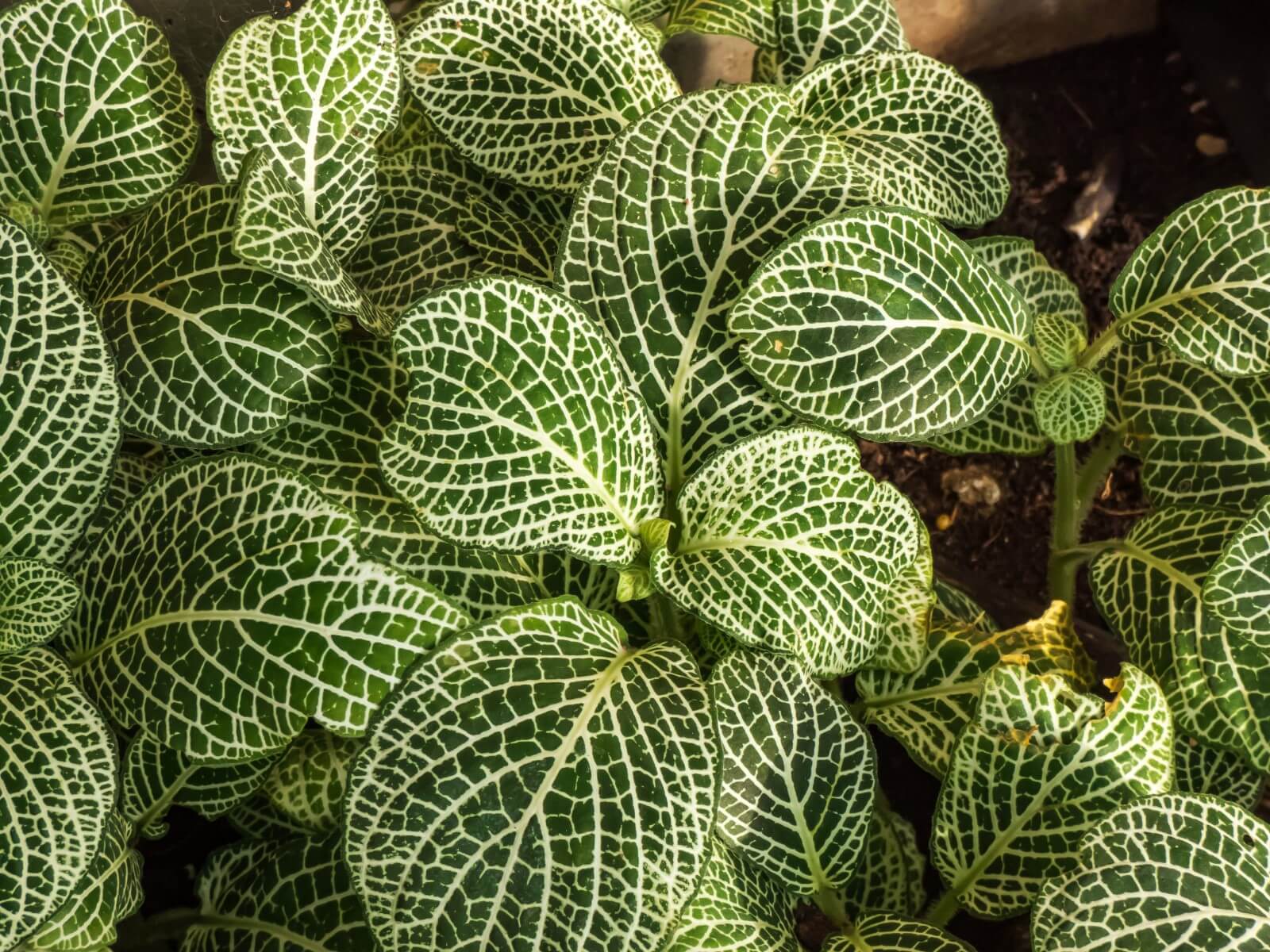 10 Common Nerve Plant Pests and Diseases