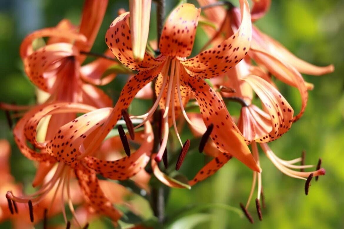 Tiger Lily Meaning In The Language Of Flowers Petal Republic About Tiger Lilies 1170x780