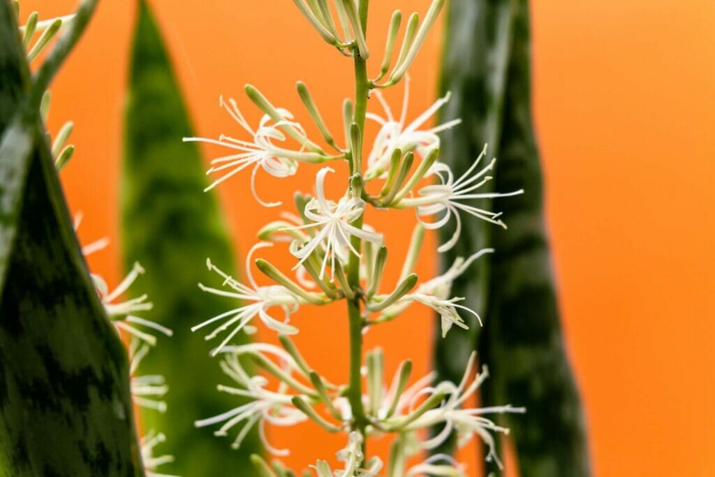 Do Snake Plants Grow Flowers? Petal Republic