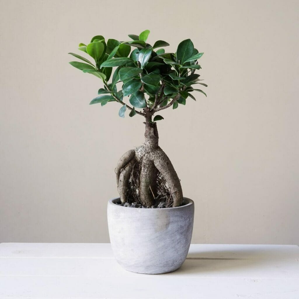 Растения Ficus Ginseng отлично подходят для бонсай