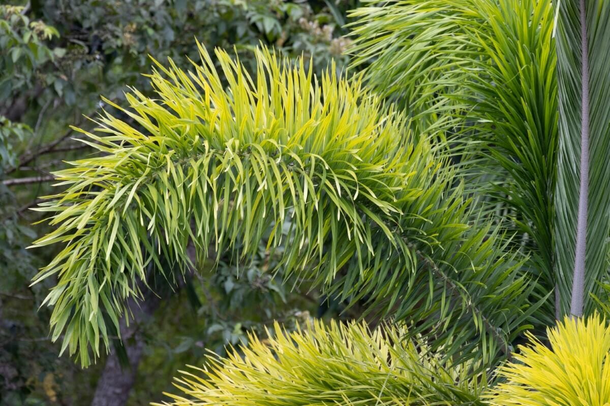 Putal Tree 30 Types of Potted Palm Trees - Petal Republic