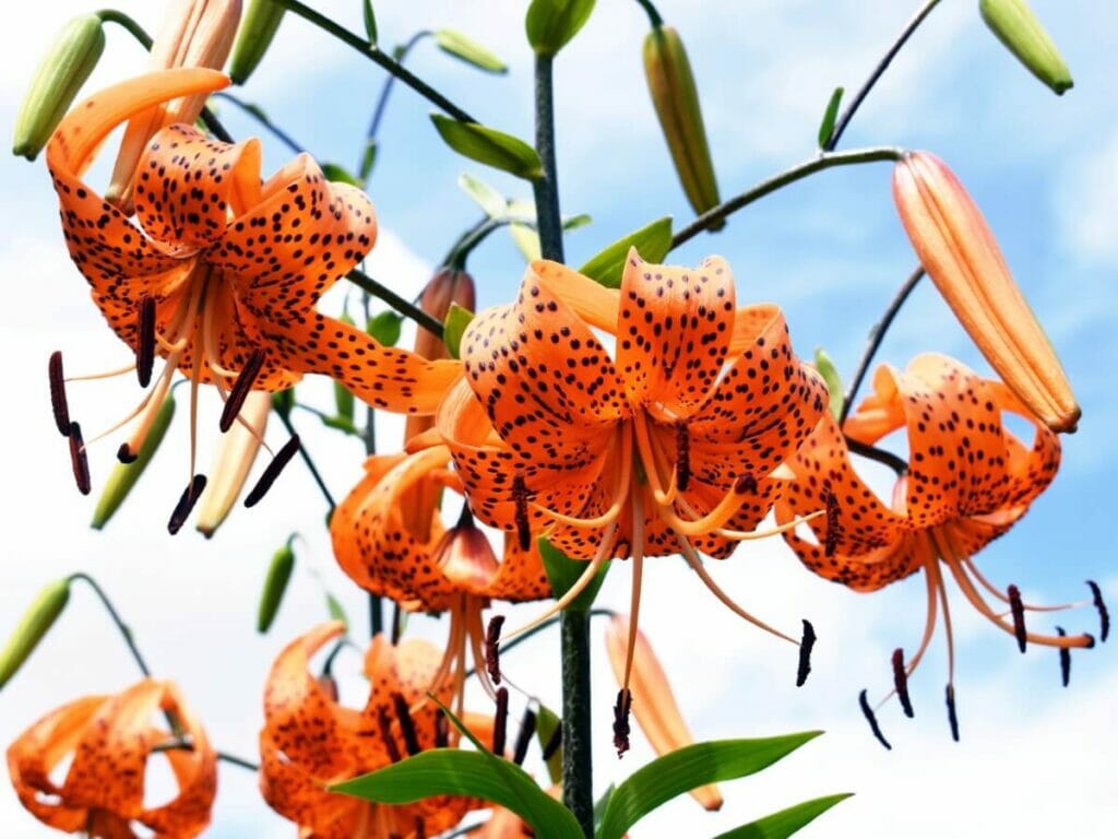 History & Origins of Tiger Lilies