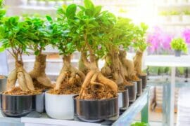 Ultimate Ficus Ginseng Ficus Microcarpa Care Guide Petal Republic ultimate-ficus-ginseng-ficus-microcarpa-care-guide-petal-republic