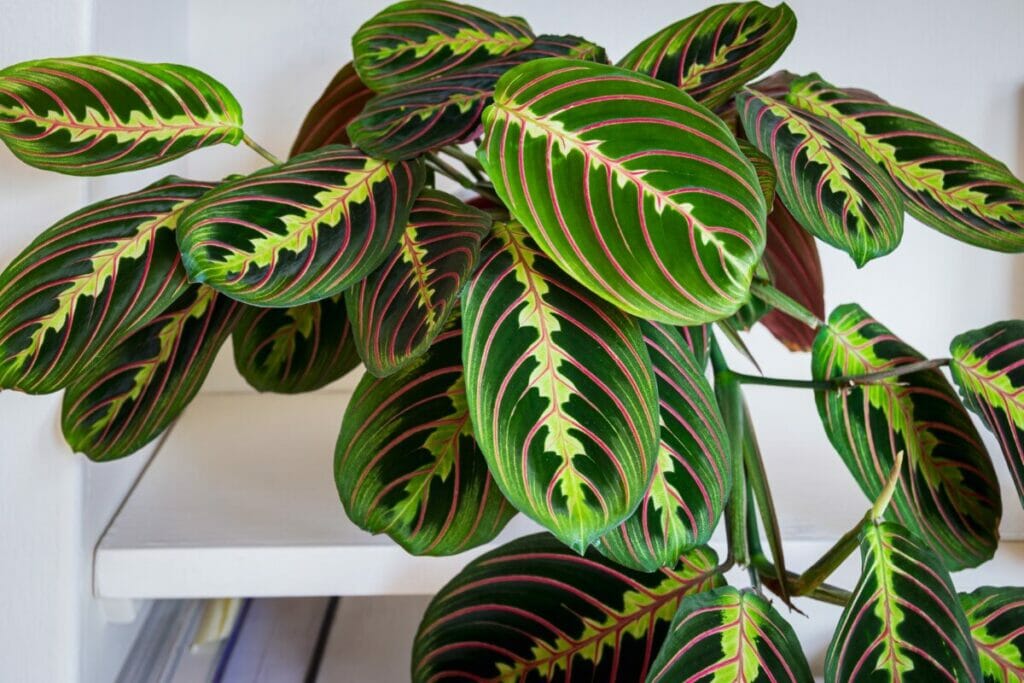 Prayer Plants Can Act As Natural Soundproofing