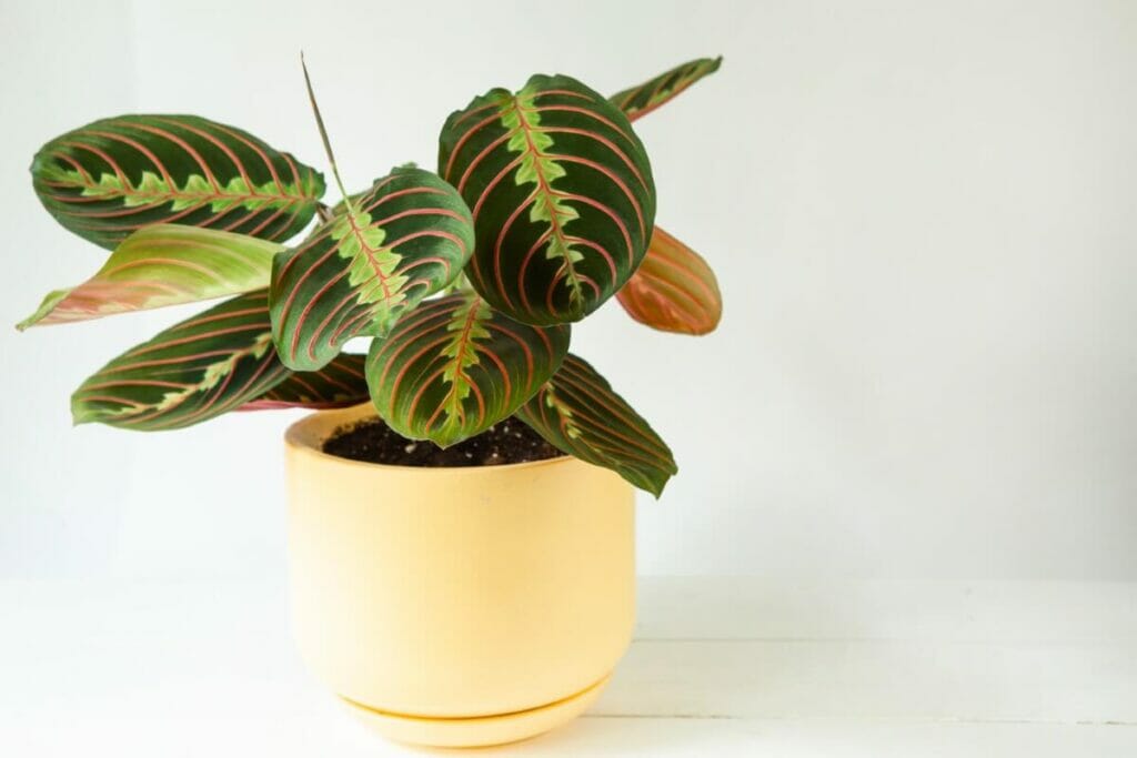 Prayer Plants Can Help Purify the Air