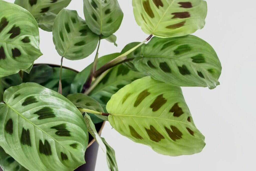 Prayer Plants Symbolize Gratitude