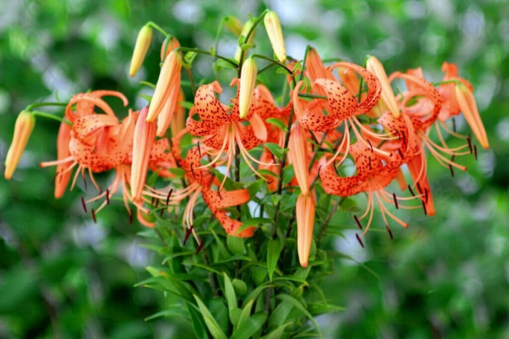A vase filled with orange Tiger Lilies