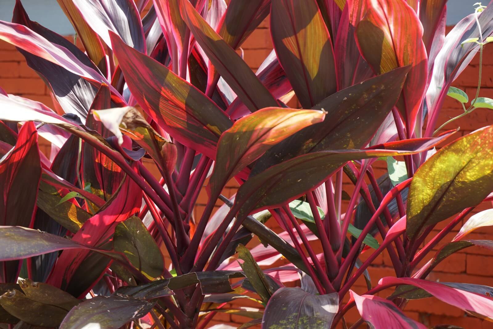 The Best Soil Mix for Ti Plants (Cordyline fruticosa)