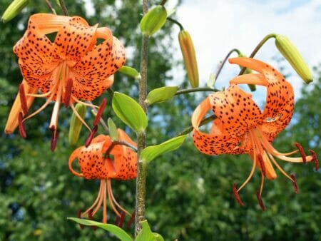 Tiger Lily: The Flower That Dares You to Be Fearless - Petal Republic