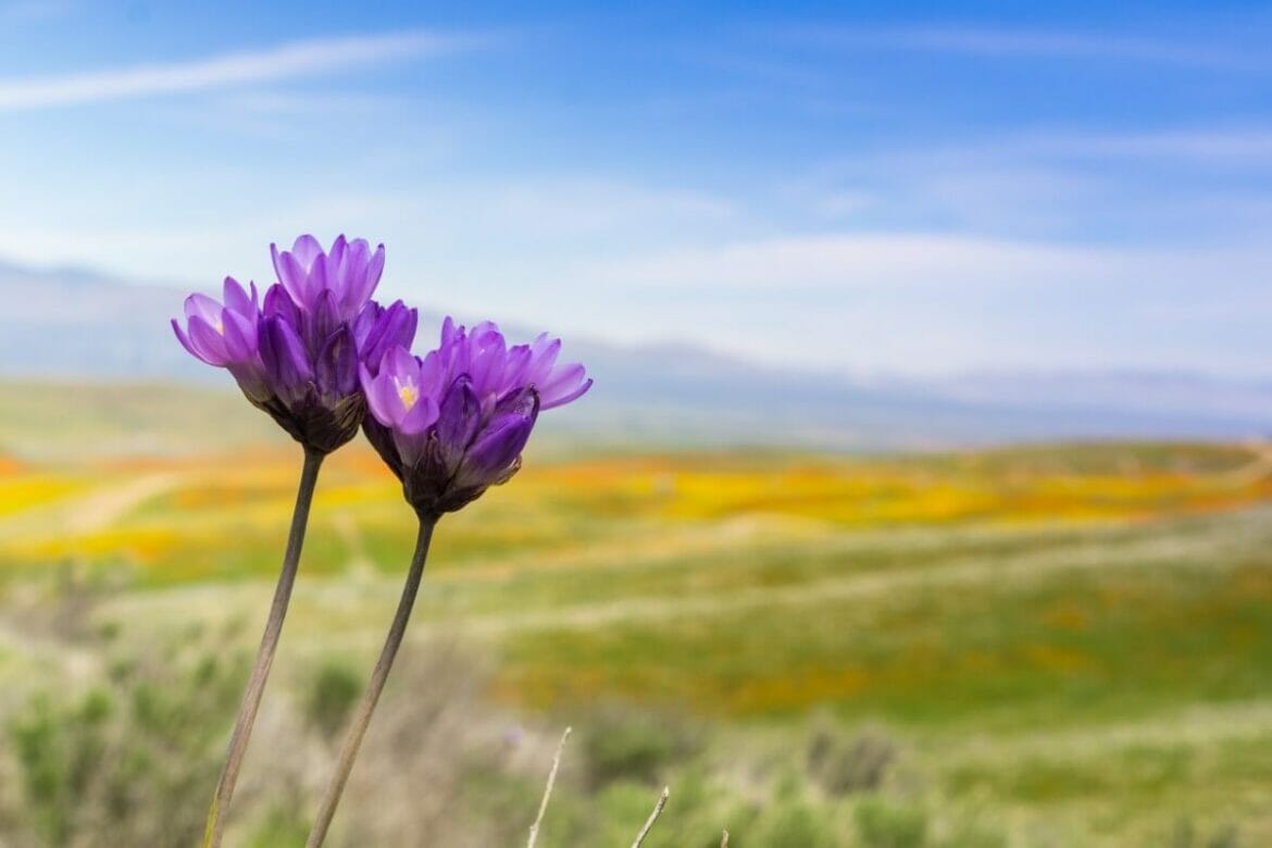 55 Native California Flowers and Plants Petal Republic