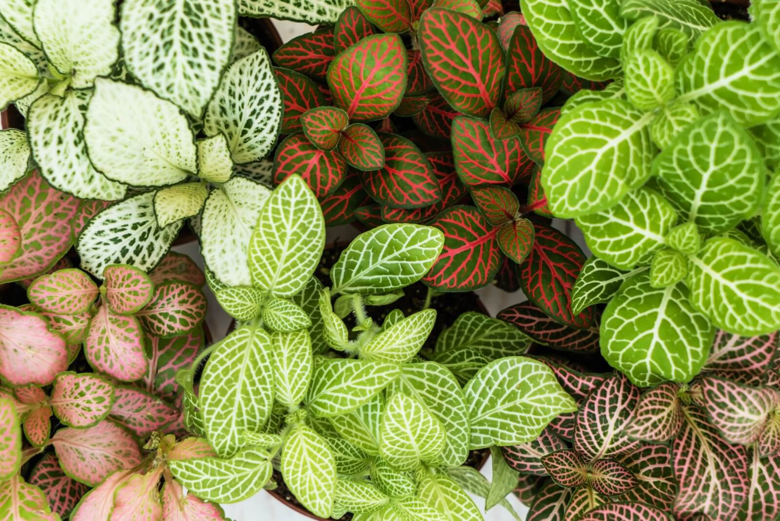 When and How to Fertilize Nerve Plants