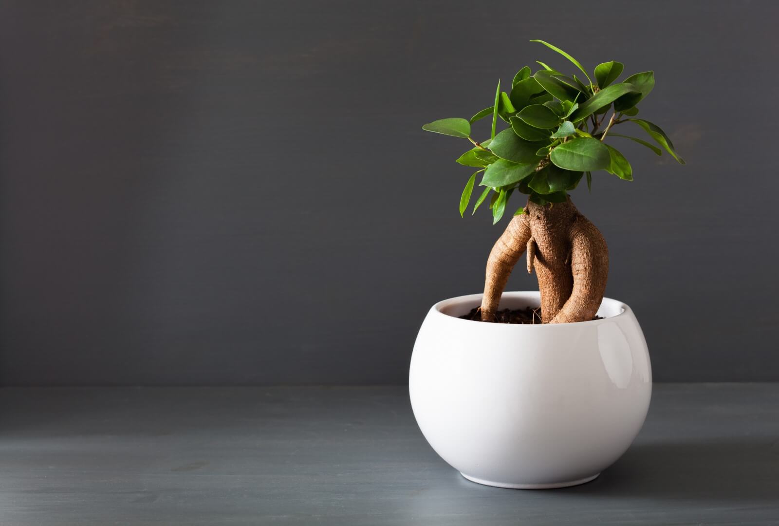 Where to Position Ficus Ginseng in the Home