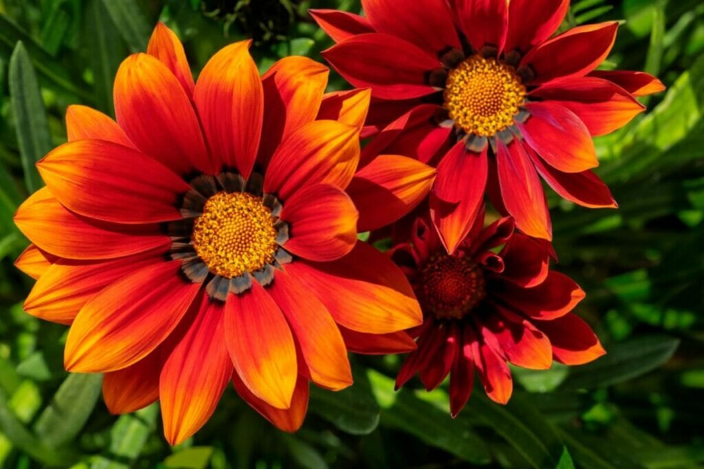 О Газании (Treasure Flowers)