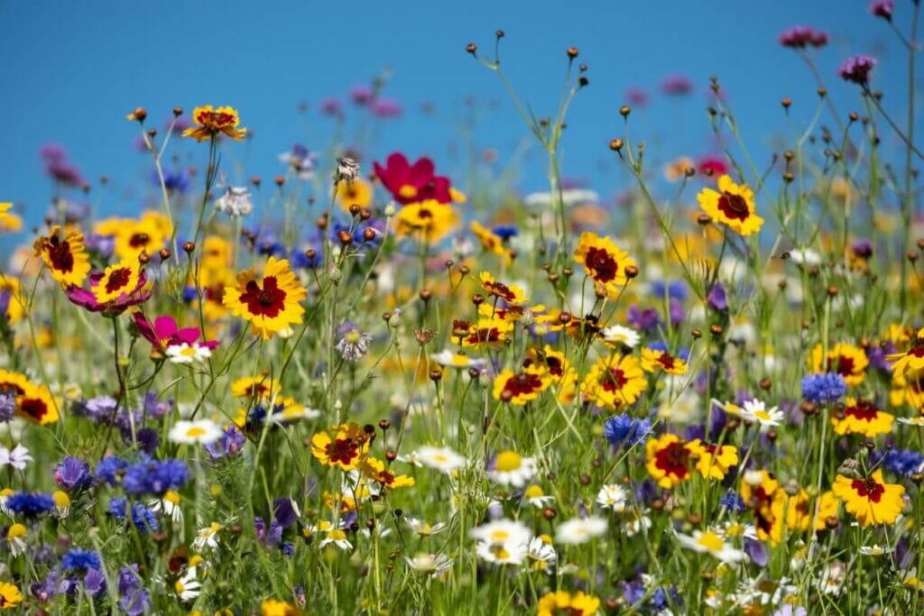 How Long Do Biennial Wildflowers Last?