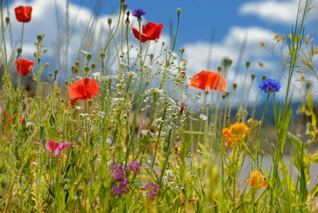 How Long Do Wildflowers Last?