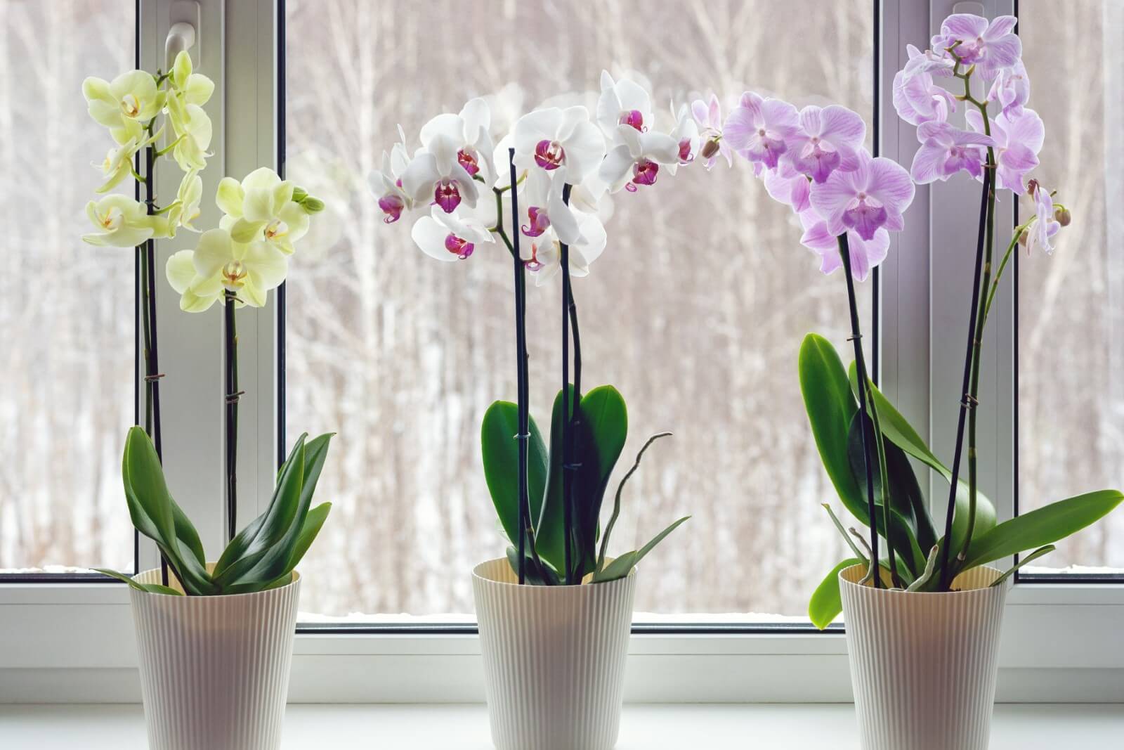 How to Care for Orchids During the Winter