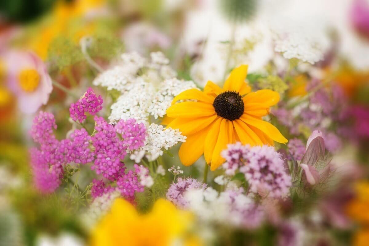 Wildflowers in Pots A StepbyStep Guide to Container Gardening