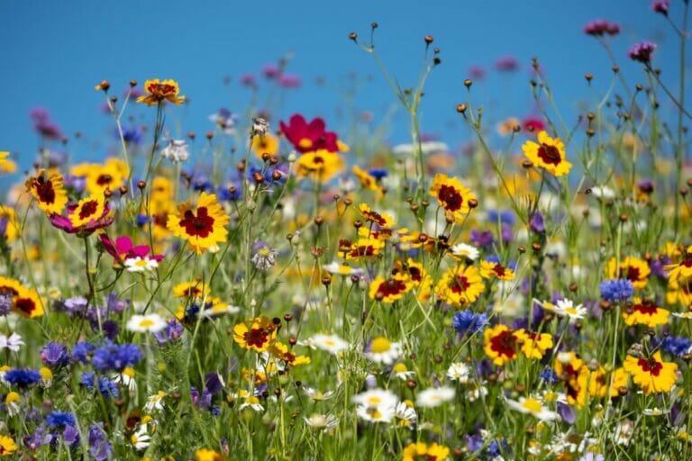 American Wildflowers: The Do's and Don'ts of Picking Legally - Petal ...