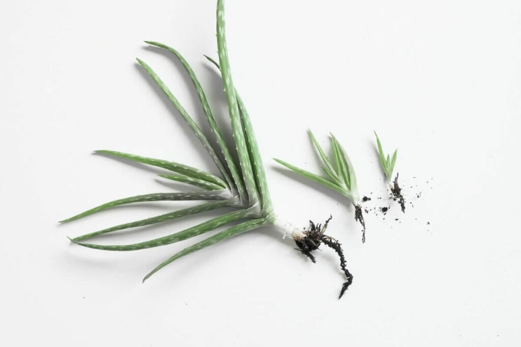 How to Propagate Aloe Vera Plants in Water