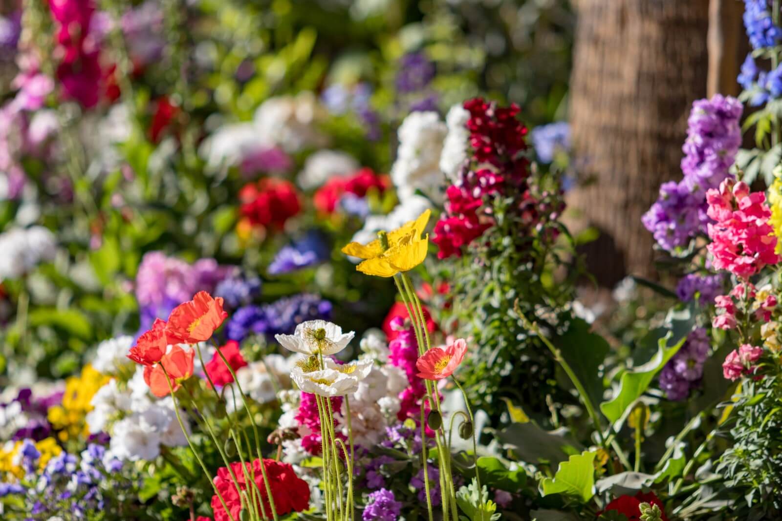 What Wildflowers Are Illegal to Pick in America